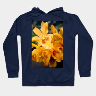 Yellow Orchid Flower Flowering Plant Hoodie